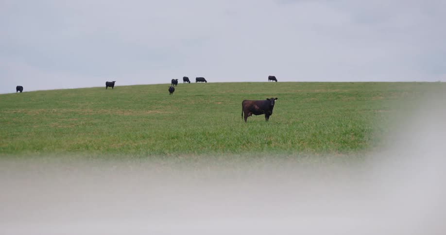 Cattle stand on a low grass covered hill under an overcast sky