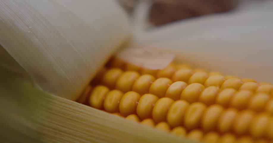 An extreme macro closeup shot focuses intensely on several perfectly aligned goldenyellow corn kernels with the white and pale green husks partially pulled back on the left side to reveal the fresh moist texture of the raw cob