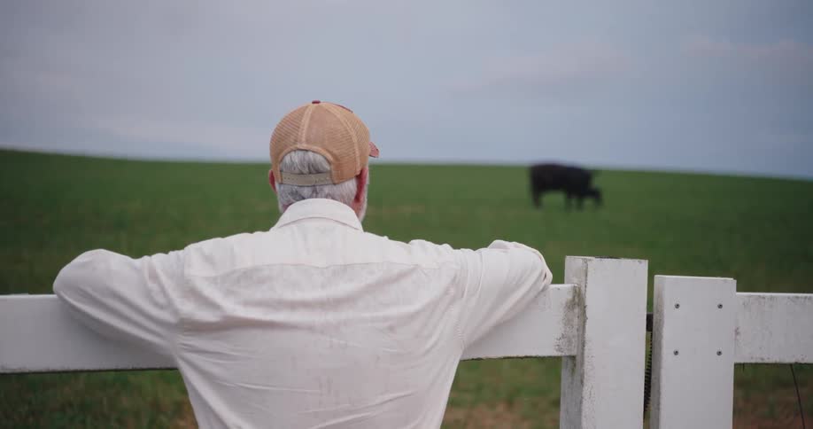 The video shows a view from behind an adult grayhaired man wearing a white shirt and a cap leaning on a white wooden fencehe is looking out over a wide green grassy field where a darkcolored cow is grazing in the distance under an overcast sky