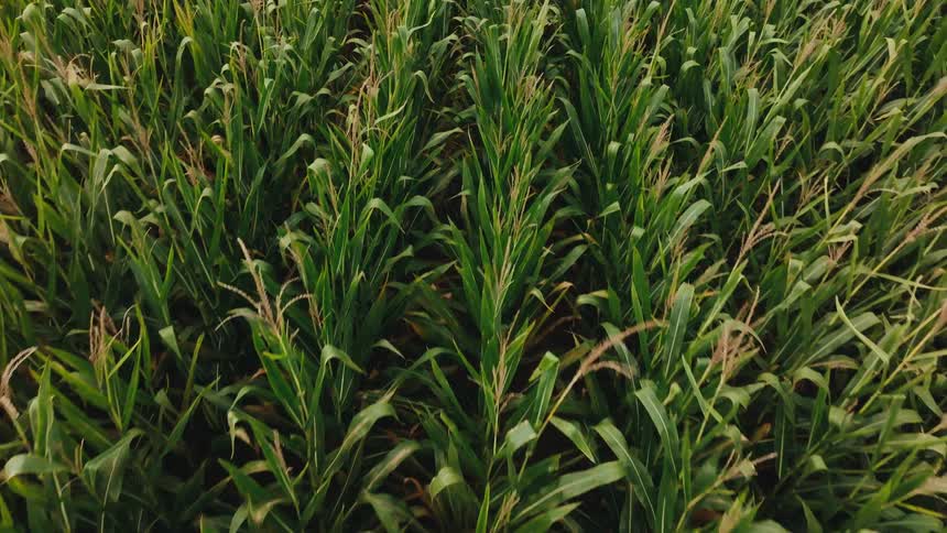 Aerial view of lush green corn fields stretching under bright daylight