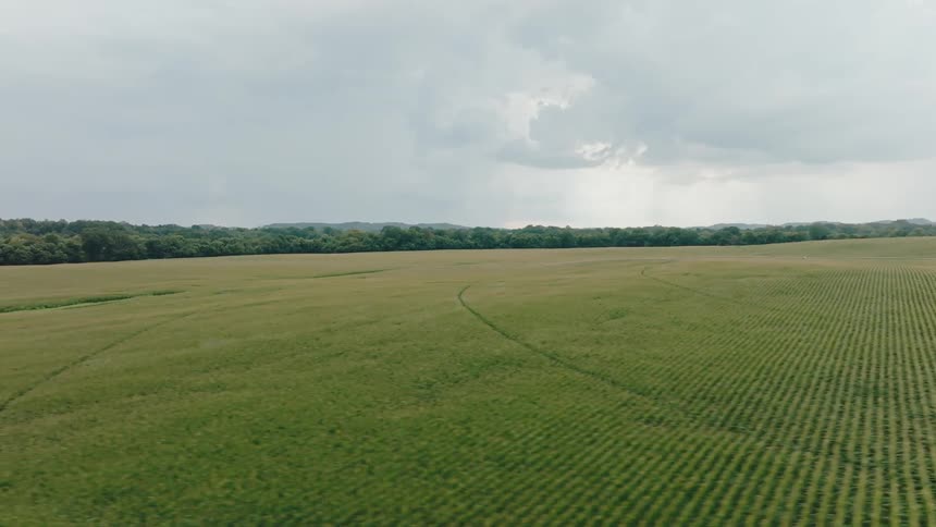 Cornfield stretches beneath an overcast sky with rain in the distance