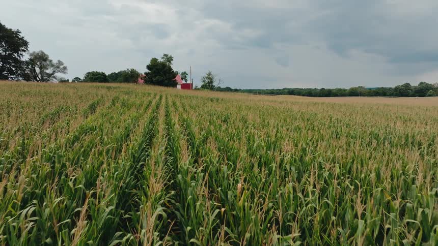 A massive field of corn is growing around a farmhouse