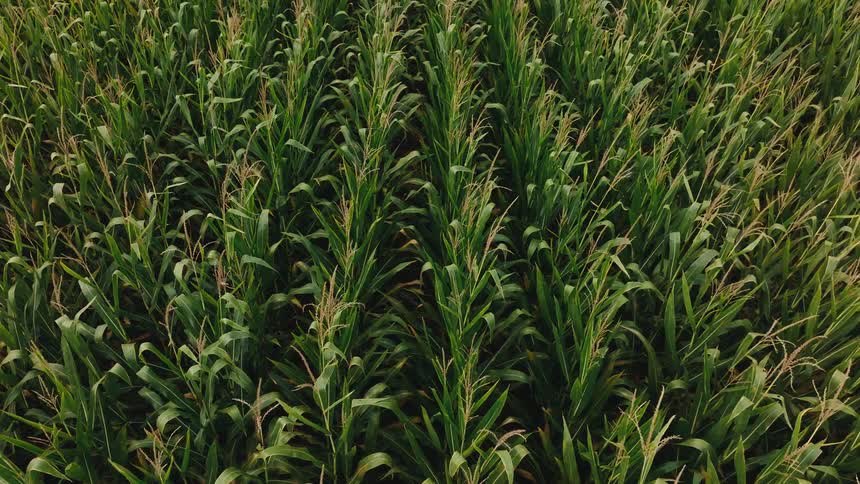 Tall green corn plants grow in dense rows across a bright summer field