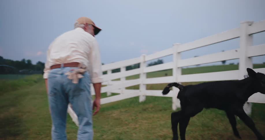 A rancher is attempting to catch a calf that is outside the fence