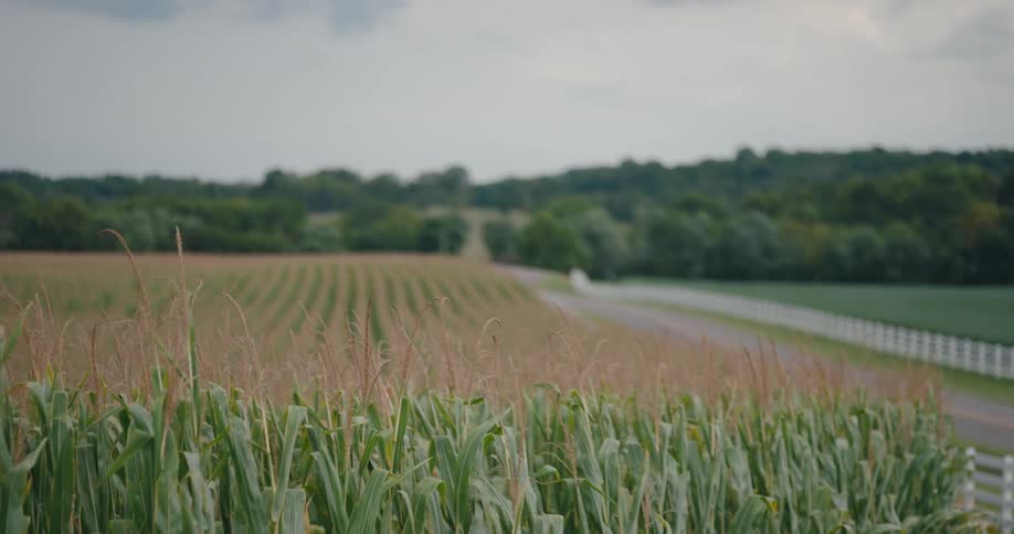 A tranquil cornfield sits beside a winding country road with rolling hills in the background