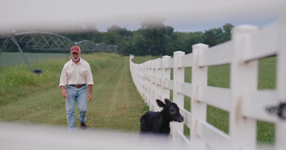 A man walking with a cow outdoors