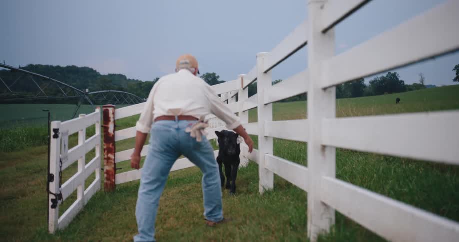 A man wearing a red cap walks and plays with a black calf along a white fence with green fields and trees stretching into the background