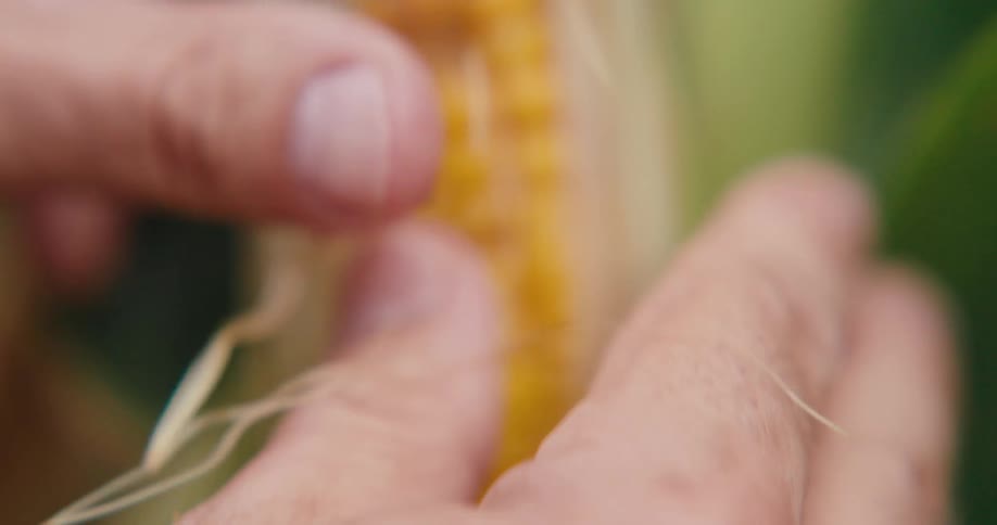 A person looking at corn in a field