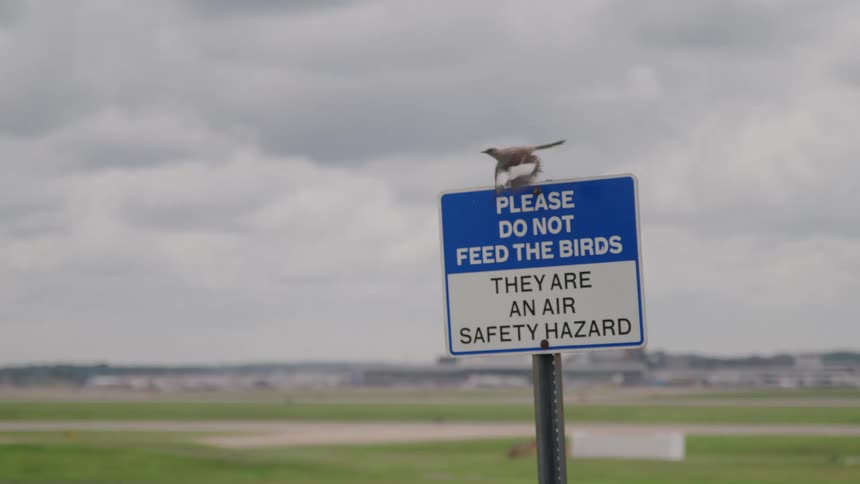 A blue and white warning sig which a small bird is briefly perched before flying rapidly out of the frame against a backdrop of an overcast sky and a distant flat field