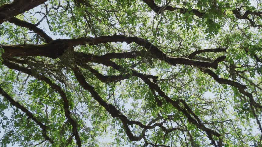 A view of a tree covered in leaves in a forest