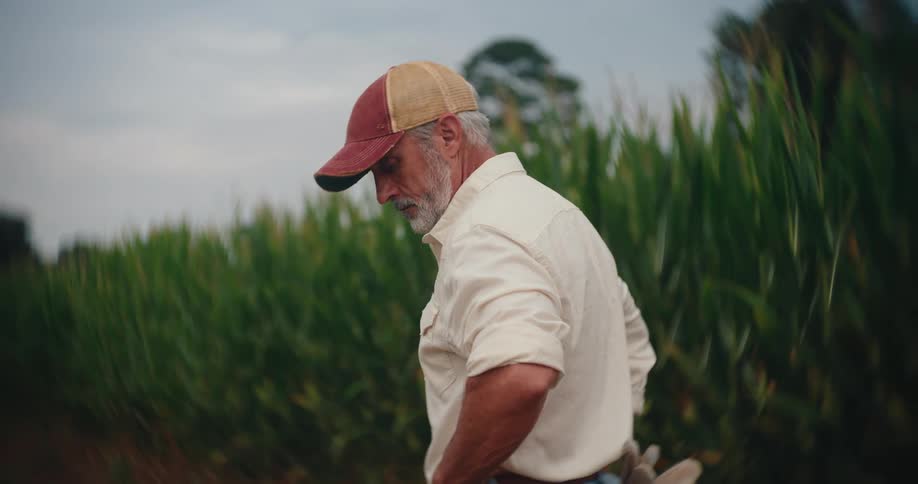 An older man stands beside a cornfield on a cloudy day