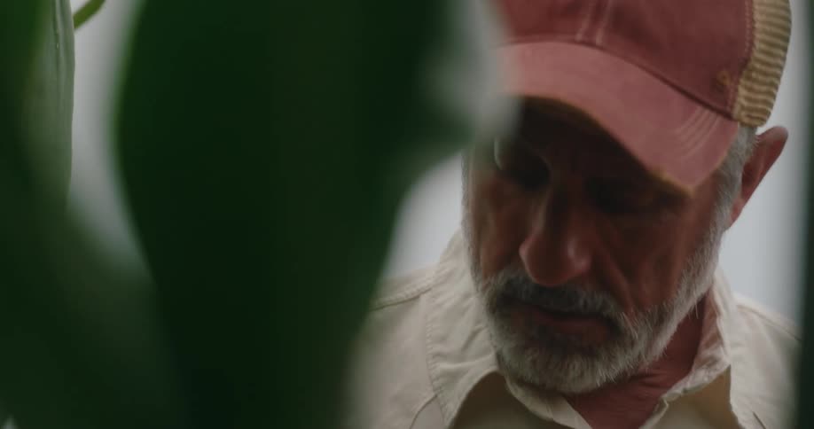 A thoughtful farmer with a grey beard and a cap looks down intently his face partially seen behind a plant