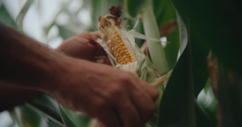 Hands peel back the husk of a corn ear still on the stalk