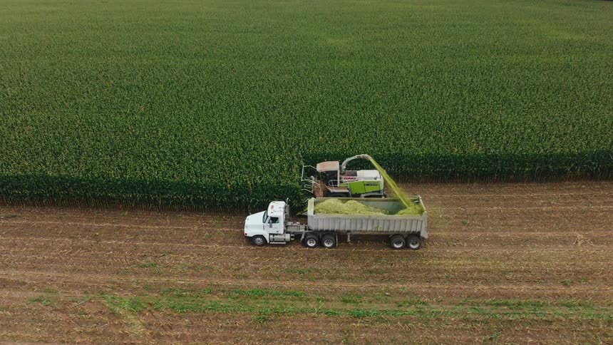A largescale farming operation where a forage harvester moves parallel to a white semitruck and trailer along the edge of a tall dense field of green crops continuously harvesting the material and using a chute to dump the green chopped feed