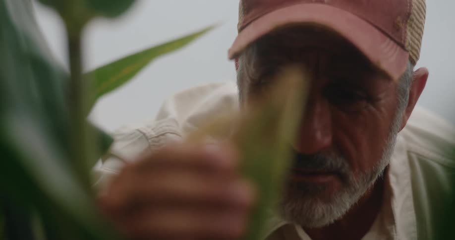 Man closely inspects an ear of corn among the leaves in the field