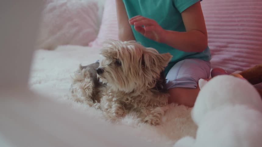A small fluffy light brown dog sits on a white furry blanket and licks its nose while being gently pet by a young girl in a blue shirt and lavender shorts surrounded by pillows in a cozy bedroom