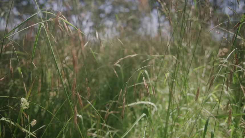 Grass and plants in a rural field move in the breeze