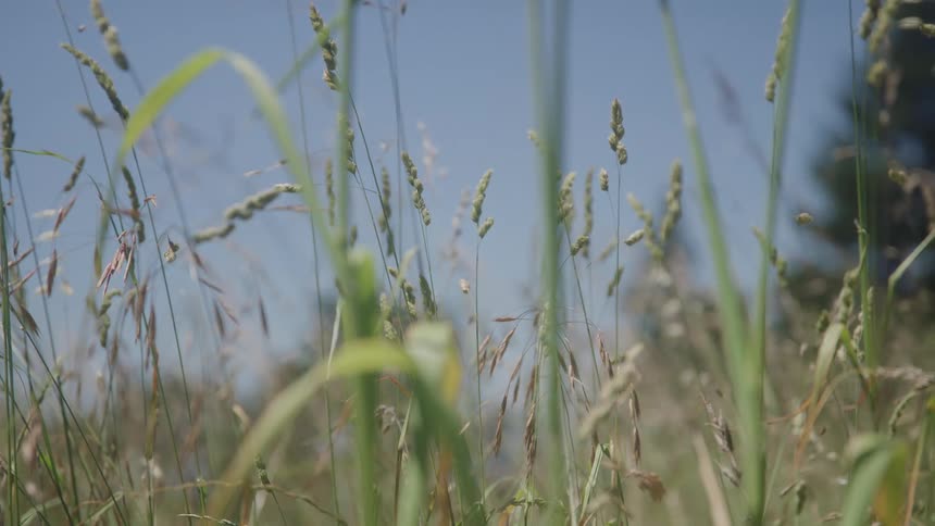 A wheat farm stretches wide under the midday sun its fields filled with tall growing wheat plants swaying gently in the breeze