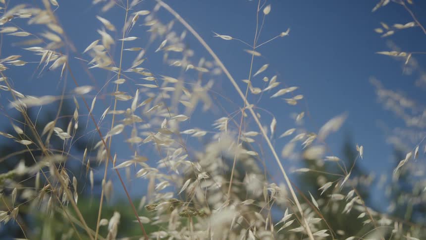 Dry stalks swaying in the wind under a blue sky