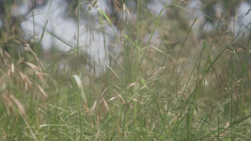 Tall grass swaying in the wind in a sunlit area