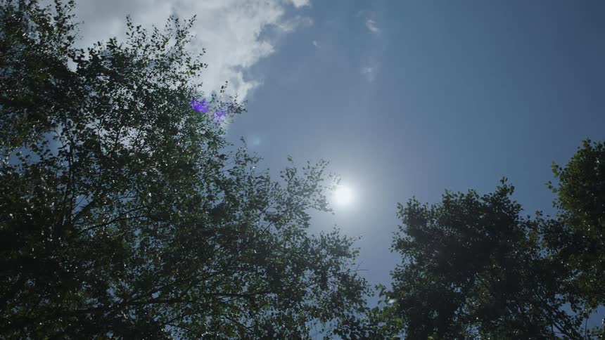Sunlight shines through trees as a utility wire crosses the sky