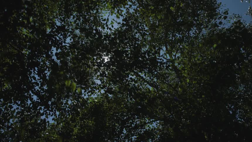 Sun shining through the tree leaves on a clear day