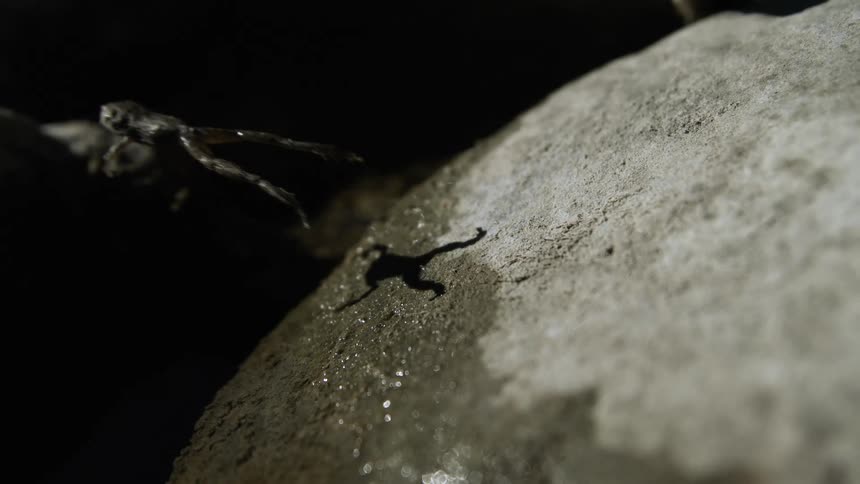Small frog casts a shadow as it leaps from a rock along the coast