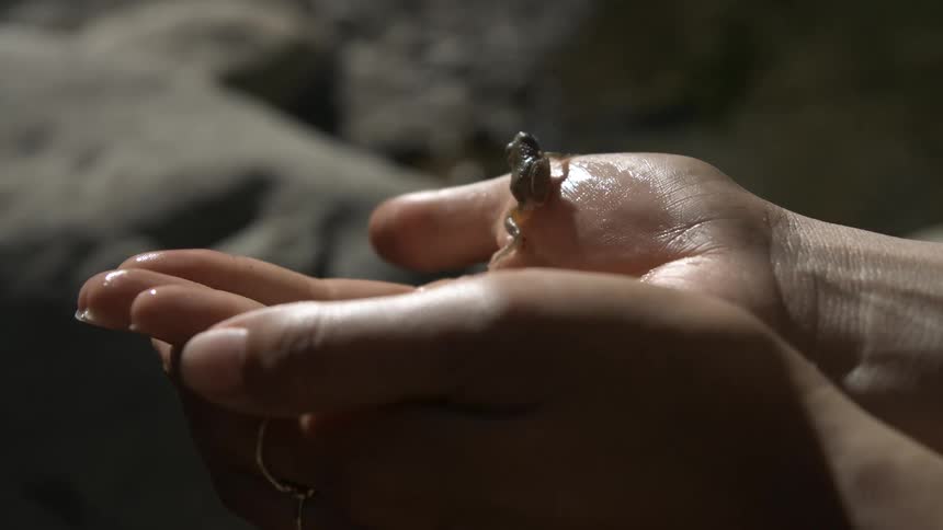 A small frog jumping out of a persons hand that is partially wet