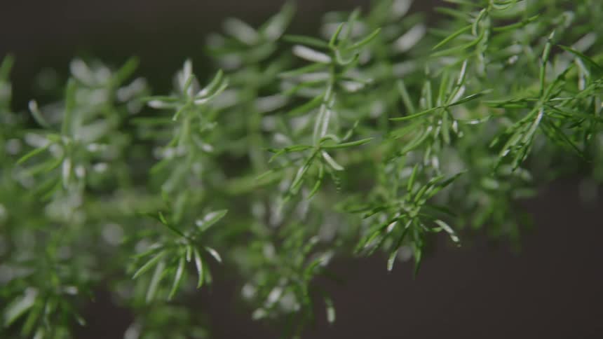 A delicate feathery green plant comes into focus revealing fine details and soft light on its leaves