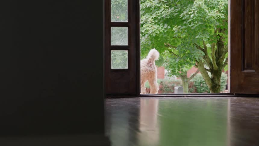 A fluffy lightcolored dog is sitting with its back to the camera looking expectantly out of an open darkwood doorway toward a bright green tree and then stands up and walks outside