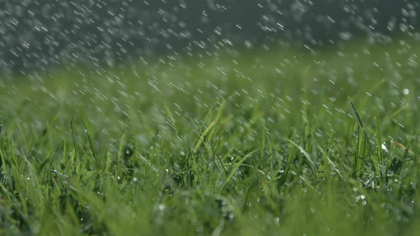 A closeup lowangle shot captures bright thick green grass being thoroughly showered by a high volume of large visible water droplets that collect on the individual blades