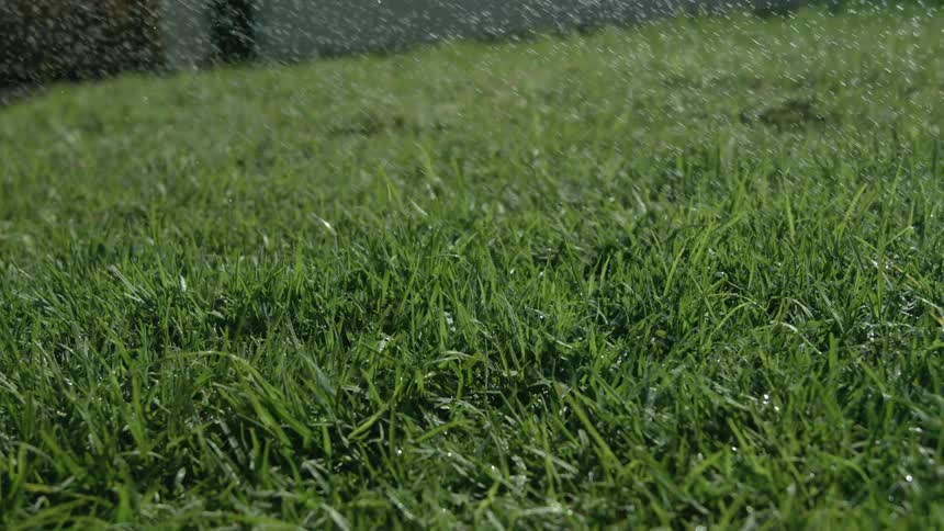 Green grass being watered with droplets in motion