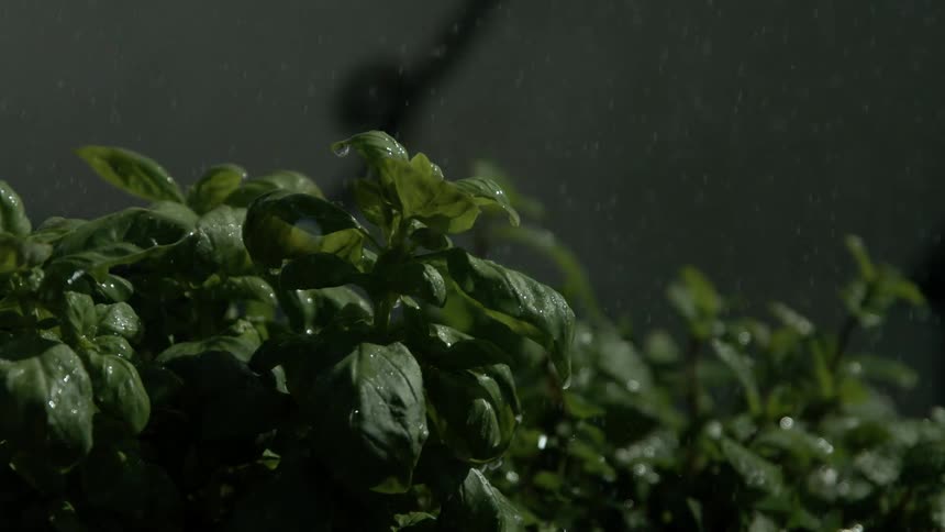 Rain falls on plants as they sparkle in the sunlight
