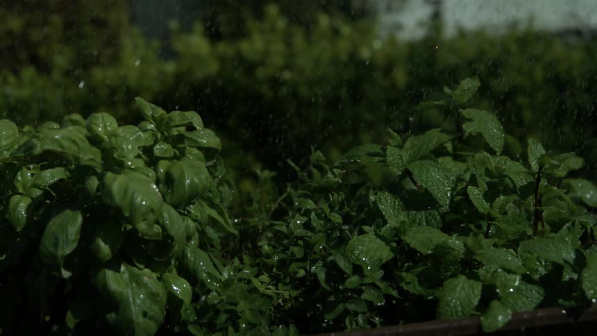 A closeup shot captures two types of dark green healthy herbs in a planter box being heavily showered by visible water droplets that collect and glisten on the wide saturated leaves