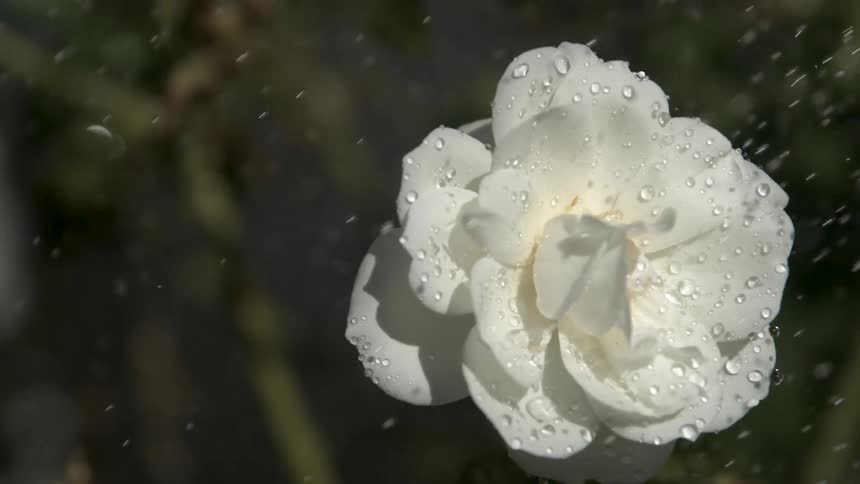 Sunlight shines on a white flower as rain falls on the petals