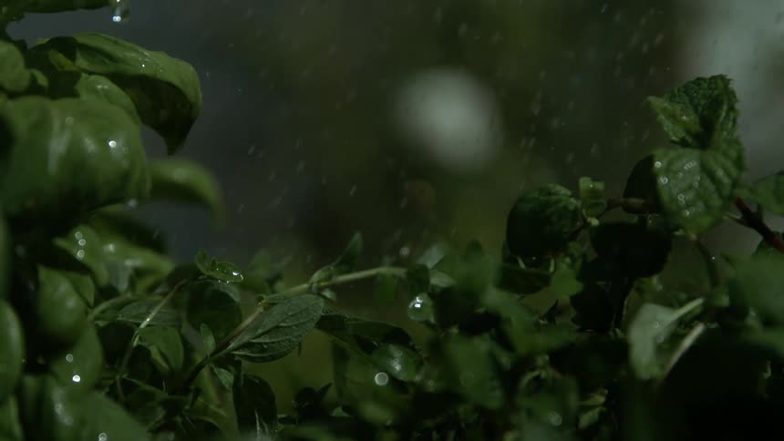 Rain falls on the green leaves of plants as they sparkle in the sunlight
