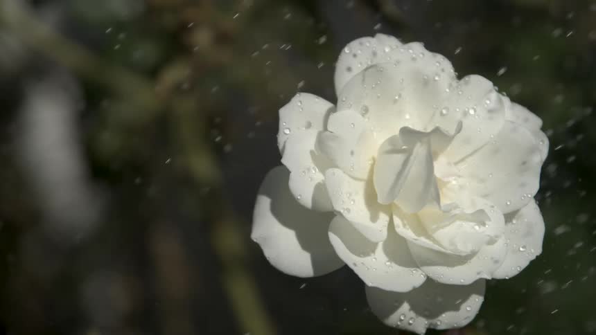A single white fully bloomed flower is centered in a closeup shot covered in glistening water droplets as it is continuously showered standing out dramatically against a deeply shadowed dark green background in bright sunlight