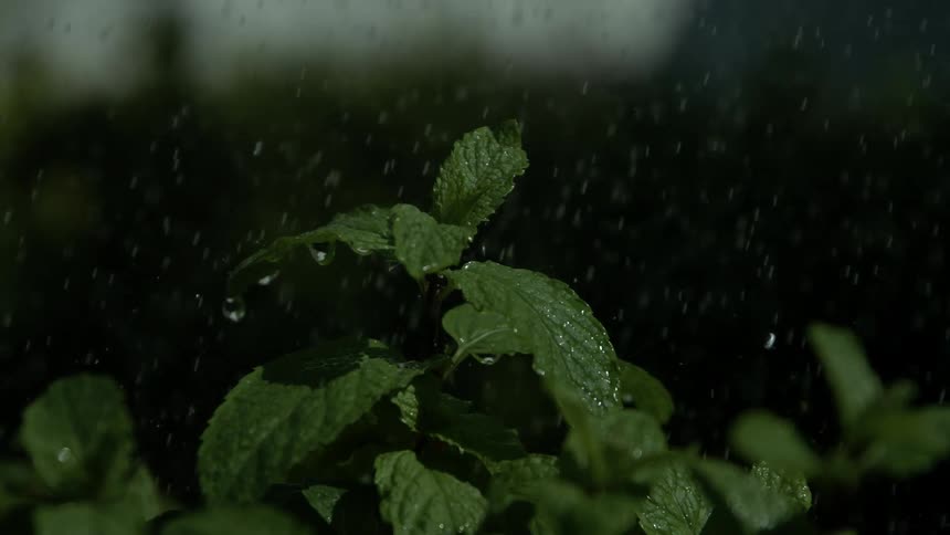 Raindrops fall in slow motion watering the vibrant green leaves of a fresh mint plant