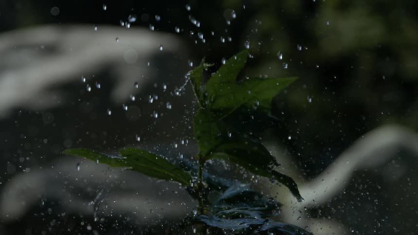 Green leaves catch splashing water amid scattered droplets