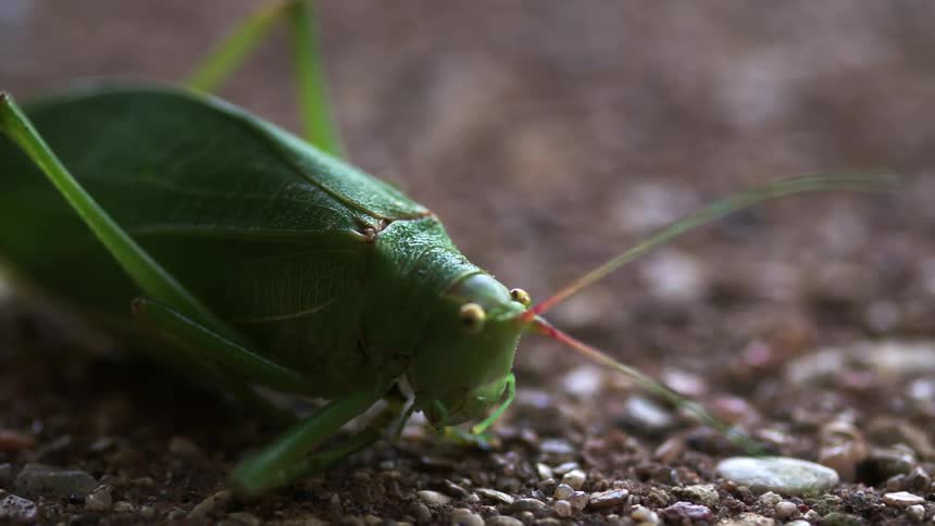 A grasshopper eats while standing on the pebbly ground