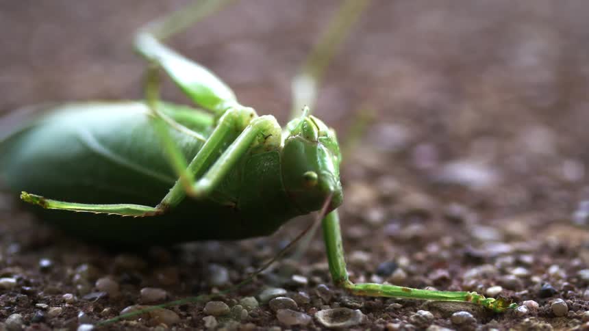A green insect laying on its back and eating something