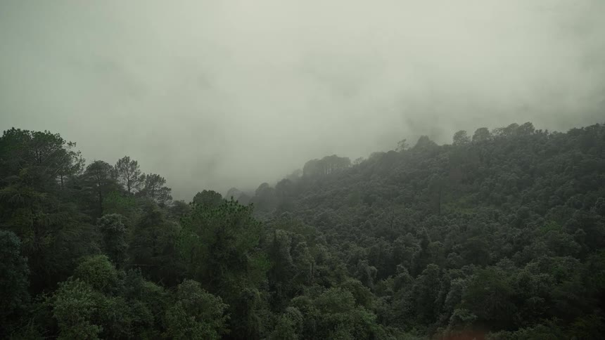 Dense forest shrouded in mist reveals green hills in a serene mysterious atmosphere