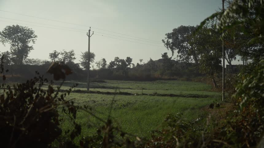 Dry vegetation in foreground with green fields and power pole in background