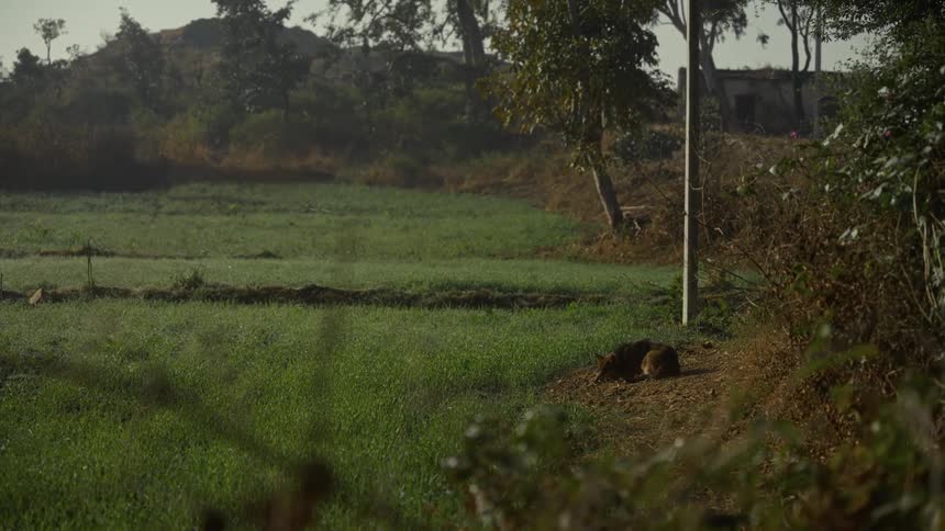 Canine lies on the ground in a field a distance from a rural home and a hill on an autumn day