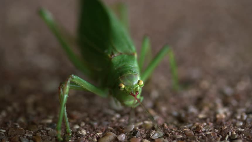 A close up view of a green insect moving its leg