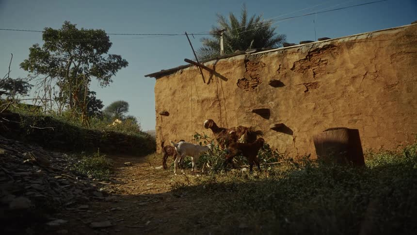 Adult goat surrounded by baby goats next to a house outdoors