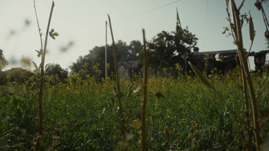 Small yellow wildflowers grow in a field near a rural house during the daytime