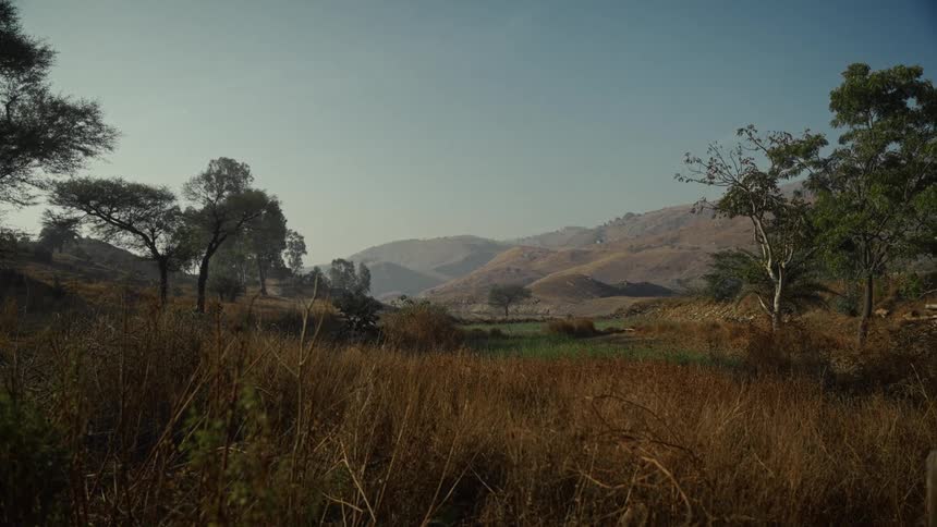 A view of grasslands with plants
