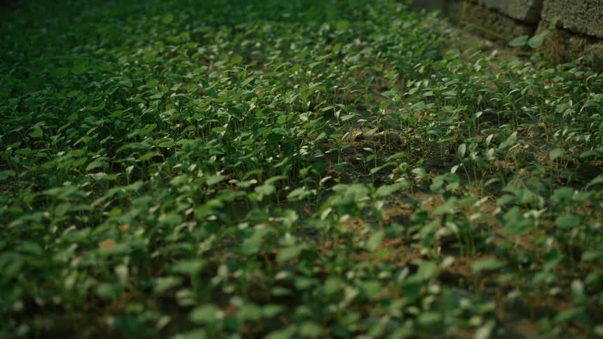 Short green plants next to a cobblestone wall outdoors during day time