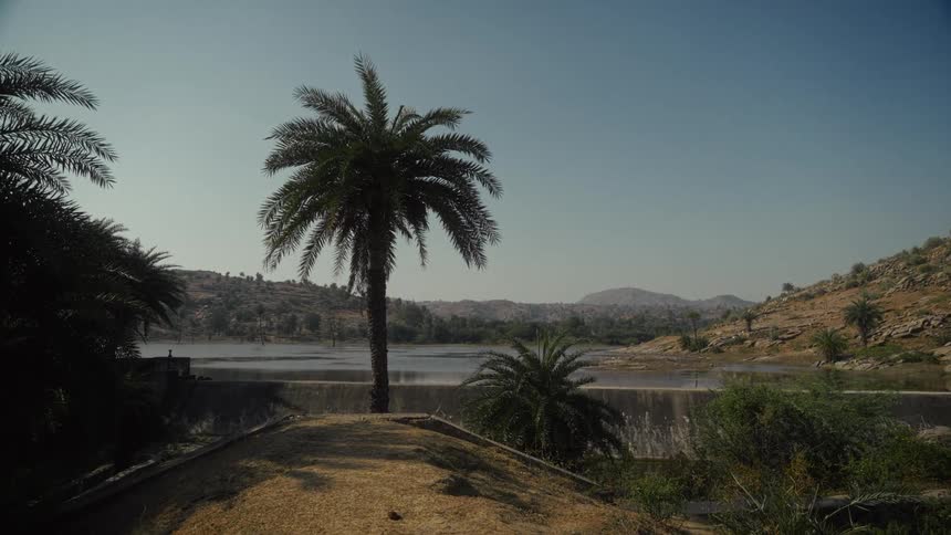 A view of a palm tree along a coast